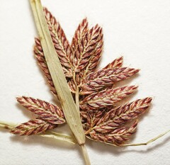Cyperus diandrus