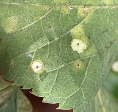 Pachypsylla celtidisasterisca