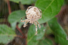 Araneus pallidus