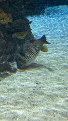 Arothron hispidus