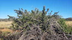 Searsia burchellii