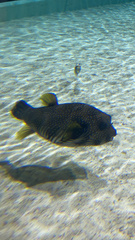 Arothron hispidus