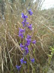 Delphinium verdunense