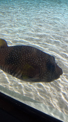 Arothron hispidus