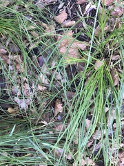 Carex virgata