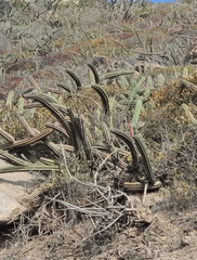 Stenocereus gummosus