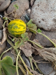 Cucumis