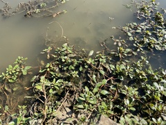 Ludwigia peploides glabrescens