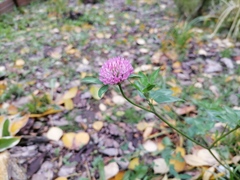 Trifolium pratense