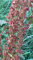 Rumex obtusifolius