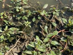 Ludwigia peploides glabrescens