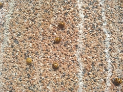 Coccinellinae