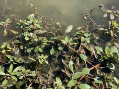 Ludwigia peploides glabrescens