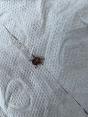 Dermacentor marginatus