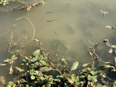 Ludwigia peploides glabrescens