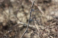 Lestes macrostigma