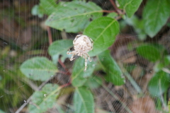 Araneus pallidus