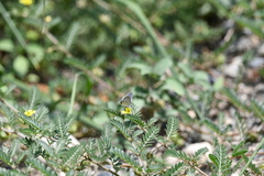 Hemiargus ceraunus astenidas