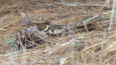 Antrostomus carolinensis