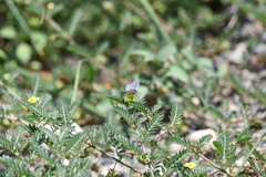 Hemiargus ceraunus astenidas