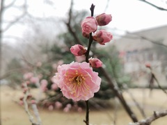 Prunus mume
