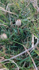 Psilocybe semilanceata