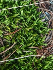 Climacium dendroides