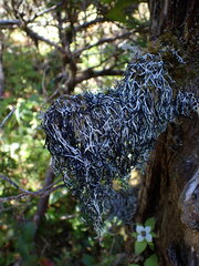 Hypogymnia duplicata