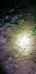 Bungarus multicinctus wanghaotingi