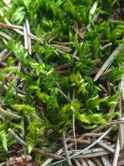 Climacium dendroides