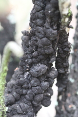 Hormiscium ericae