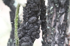 Hormiscium ericae