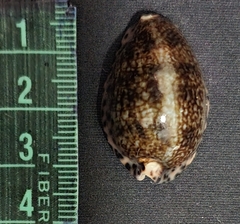 Pseudozonaria arabicula