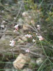 Asperula cynanchica