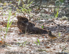 Antrostomus carolinensis