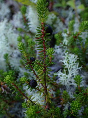 Empetrum nigrum