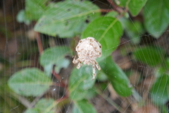 Araneus pallidus