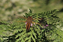 Libellula fulva