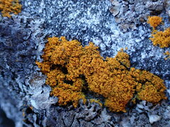 Polycauliona candelaria