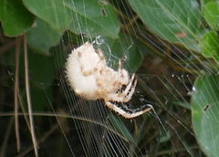 Araneus pallidus