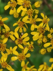 Packera sanguisorbae