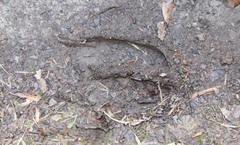Capreolus capreolus