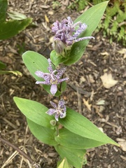Tricyrtis