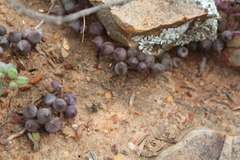 Curio radicans