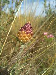 Leuzea conifera
