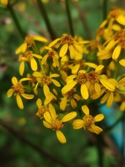 Packera sanguisorbae