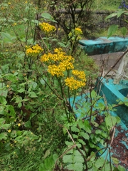 Packera sanguisorbae