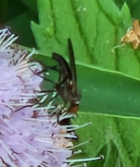 Empis livida