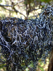 Hypogymnia duplicata