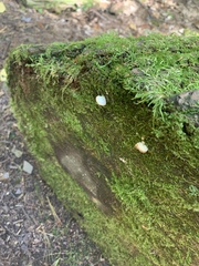 Fuscopostia fragilis